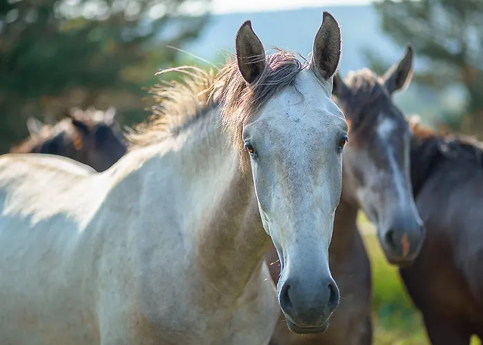 Pensjonat Le Jas Du Mas Saint-Anthème